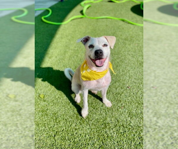 Medium Photo #2 American Pit Bull Terrier-Unknown Mix Puppy For Sale in Baytown, TX, USA