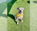 Small #1 American Pit Bull Terrier Mix
