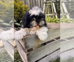 Shih Tzu Puppy for sale in MIDDLEBURY, IN, USA