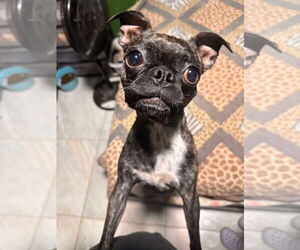 Pug-Unknown Mix Dogs for adoption in Dumont, NJ, USA