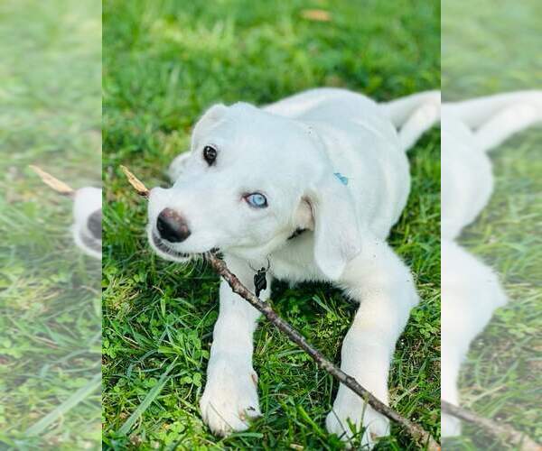 Medium Photo #8 Labrenees Puppy For Sale in Rockaway, NJ, USA