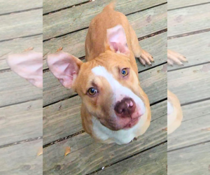 Marley - Male Mutt Dog for Adoption - Photo #6