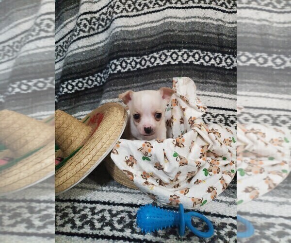 Medium Photo #2 Chihuahua Puppy For Sale in MANKATO, MN, USA