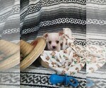 Small Photo #2 Chihuahua Puppy For Sale in MANKATO, MN, USA