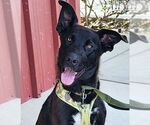 Small #2 Labrador Retriever Mix