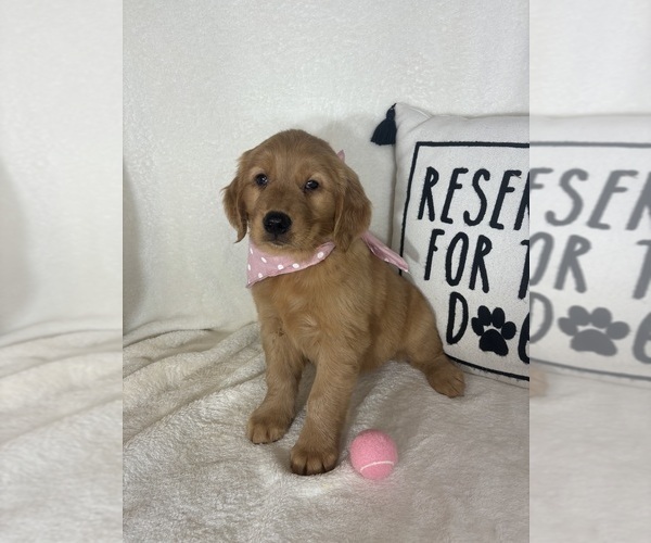 Medium Photo #5 Golden Retriever Puppy For Sale in GREENFIELD, IN, USA