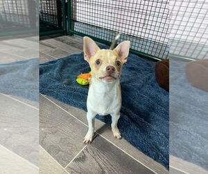 Chihuahua-Unknown Mix Dogs for adoption in Calgary, Alberta, Canada