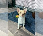 Small Chihuahua Mix