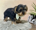 Small #4 Yorkshire Terrier