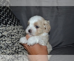 Puppy Biscuit Mal-Shi