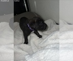 Small Photo #21 Cane Corso Puppy For Sale in TRACY, CA, USA