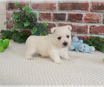 Small #9 West Highland White Terrier