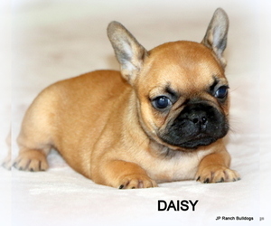 French Bulldog Litter for sale in WINNSBORO, TX, USA