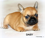 Image preview for Ad Listing. Nickname: Litter of 5