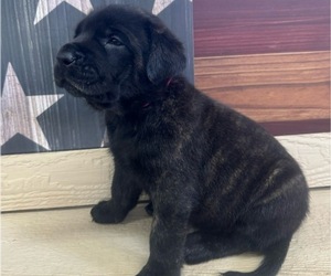 Mastiff Puppy for sale in CHILLICOTHE, MO, USA