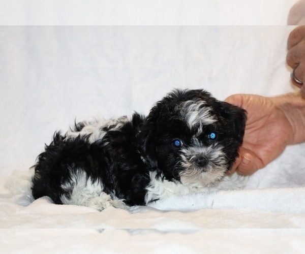 Medium Photo #25 ShihPoo Puppy For Sale in DYERSBURG, TN, USA