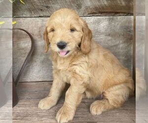 Goldendoodle-Poodle (Miniature) Mix Puppy for sale in MOHNTON, PA, USA