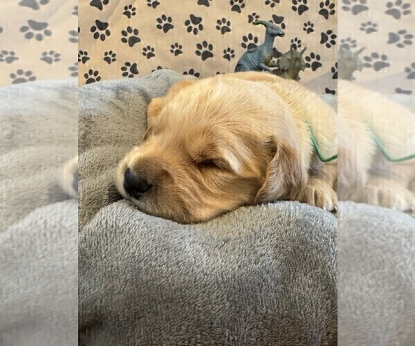 Medium Photo #8 Golden Retriever Puppy For Sale in PANA, IL, USA
