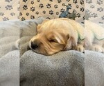 Small #7 Golden Retriever
