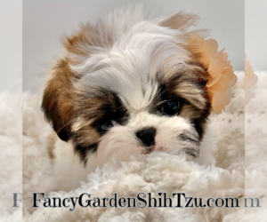 Shih Tzu Puppy for Sale in JACKSONVILLE, Florida USA