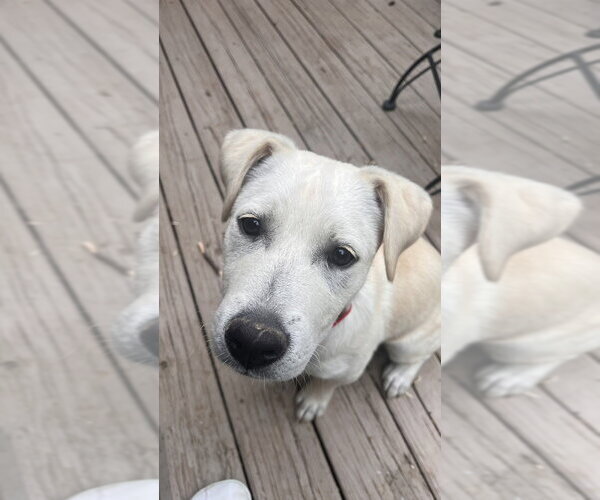 Medium Photo #2 Mutt Puppy For Sale in Boston, MA, USA