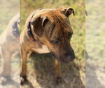 Small #3 Boxer Mix