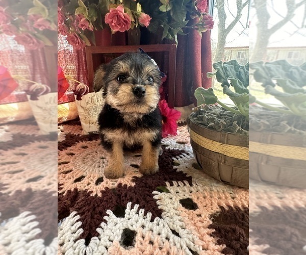 Medium Photo #7 YorkiePoo Puppy For Sale in BARNETT, MO, USA
