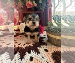 Small Photo #7 YorkiePoo Puppy For Sale in BARNETT, MO, USA
