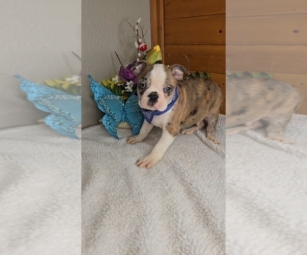 Medium Photo #8 Boston Terrier Puppy For Sale in JASONVILLE, IN, USA