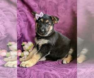 German Shepherd Dog Puppy for sale in NORTH EAST, MD, USA