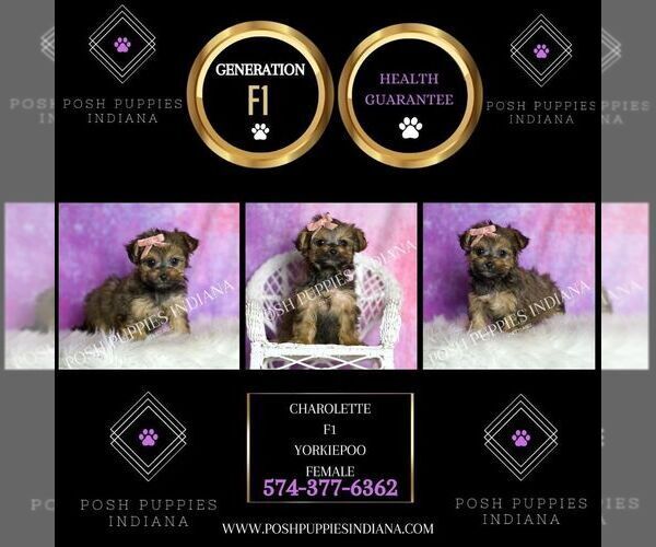 Medium Photo #125 Yorkipoo Puppy For Sale in WARSAW, IN, USA