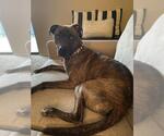 Small American Staffordshire Terrier Mix