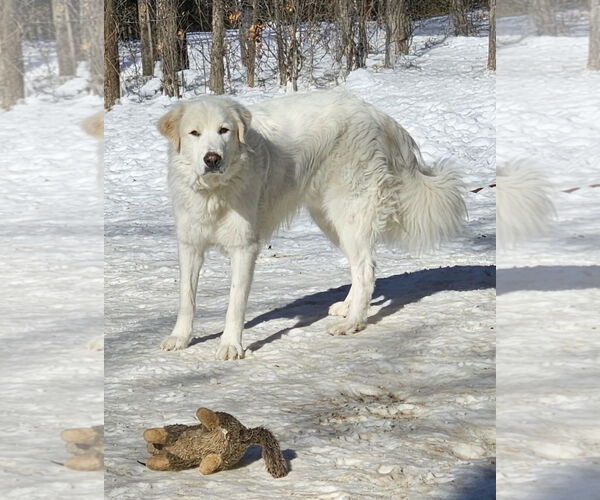 Medium Photo #1 Great Pyrenees Puppy For Sale in Croydon, NH, USA