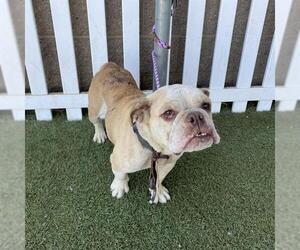Bulldog-Unknown Mix Dogs for adoption in Modesto, CA, USA