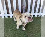 Small Bulldog Mix