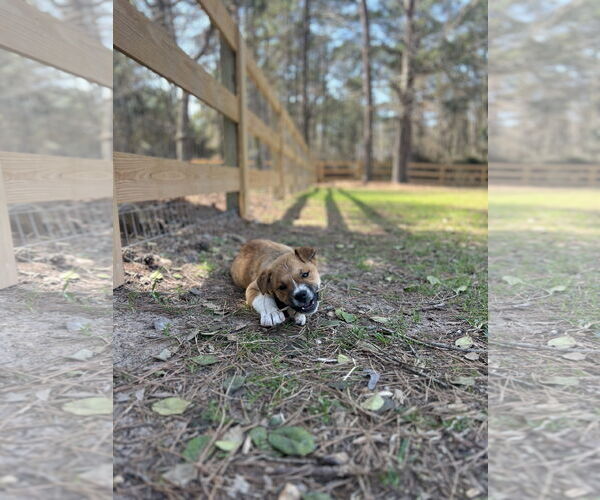 Medium Photo #3 Labrador Retriever-Unknown Mix Puppy For Sale in The Woodlands, TX, USA