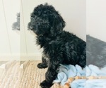 Small Photo #6 Poodle (Standard) Puppy For Sale in SPRINGBORO, OH, USA