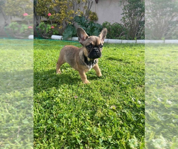 Medium Photo #3 French Bulldog Puppy For Sale in LOS ANGELES, CA, USA