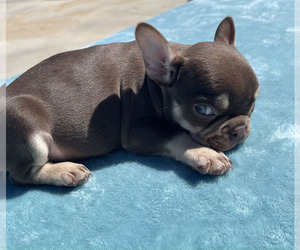 French Bulldog Puppy for sale in TULSA, OK, USA
