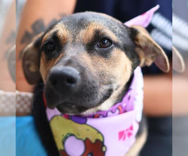 Medium Photo #1 Mutt Puppy For Sale in San Antonio, TX, USA