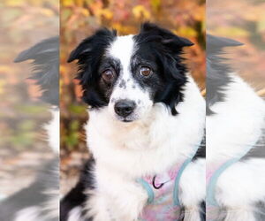 Australian Shepherd Dogs for adoption in St. Louis Park, MN, USA