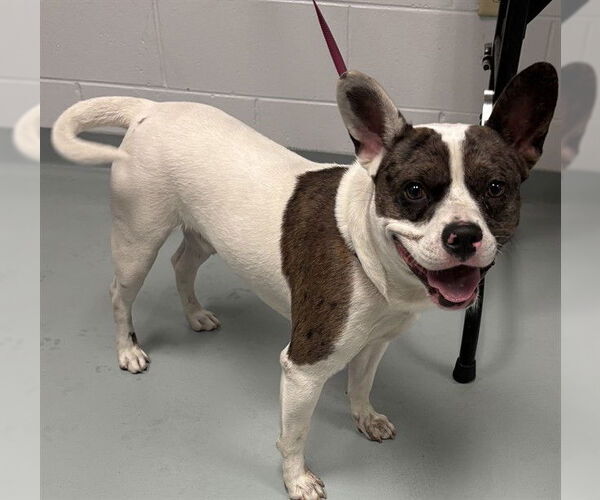 Medium Photo #1 Mutt Puppy For Sale in St. Cloud, FL, USA