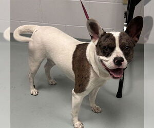 Mutt Dogs for adoption in St. Cloud, FL, USA