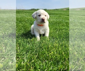 Labrador Retriever Puppy for sale in CARROLLTON, OH, USA