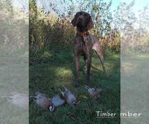 Mother of the German Shorthaired Pointer puppies born on 02/23/2024