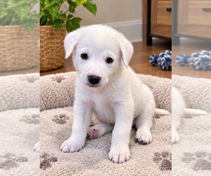 Great Pyrenees Dogs for adoption in Menifee, CA, USA