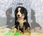 Small Photo #1 Bernese Mountain Dog Puppy For Sale in FREDERICKSBG, OH, USA