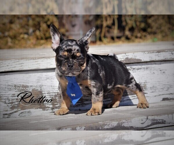 Medium Photo #1 French Bulldog Puppy For Sale in VALLEY SPGS, CA, USA