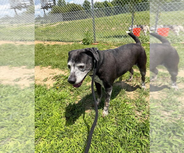 Medium Photo #2 Mutt Puppy For Sale in Pierceton , IN, USA