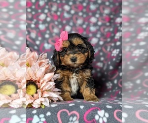 Poovanese Puppy for sale in HONEY BROOK, PA, USA